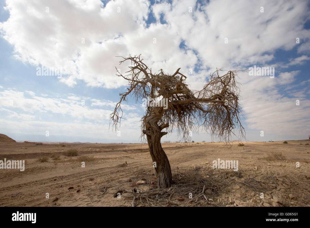 Israel, Aravah Wüste Landschaft einsamen Akazie Stockfoto