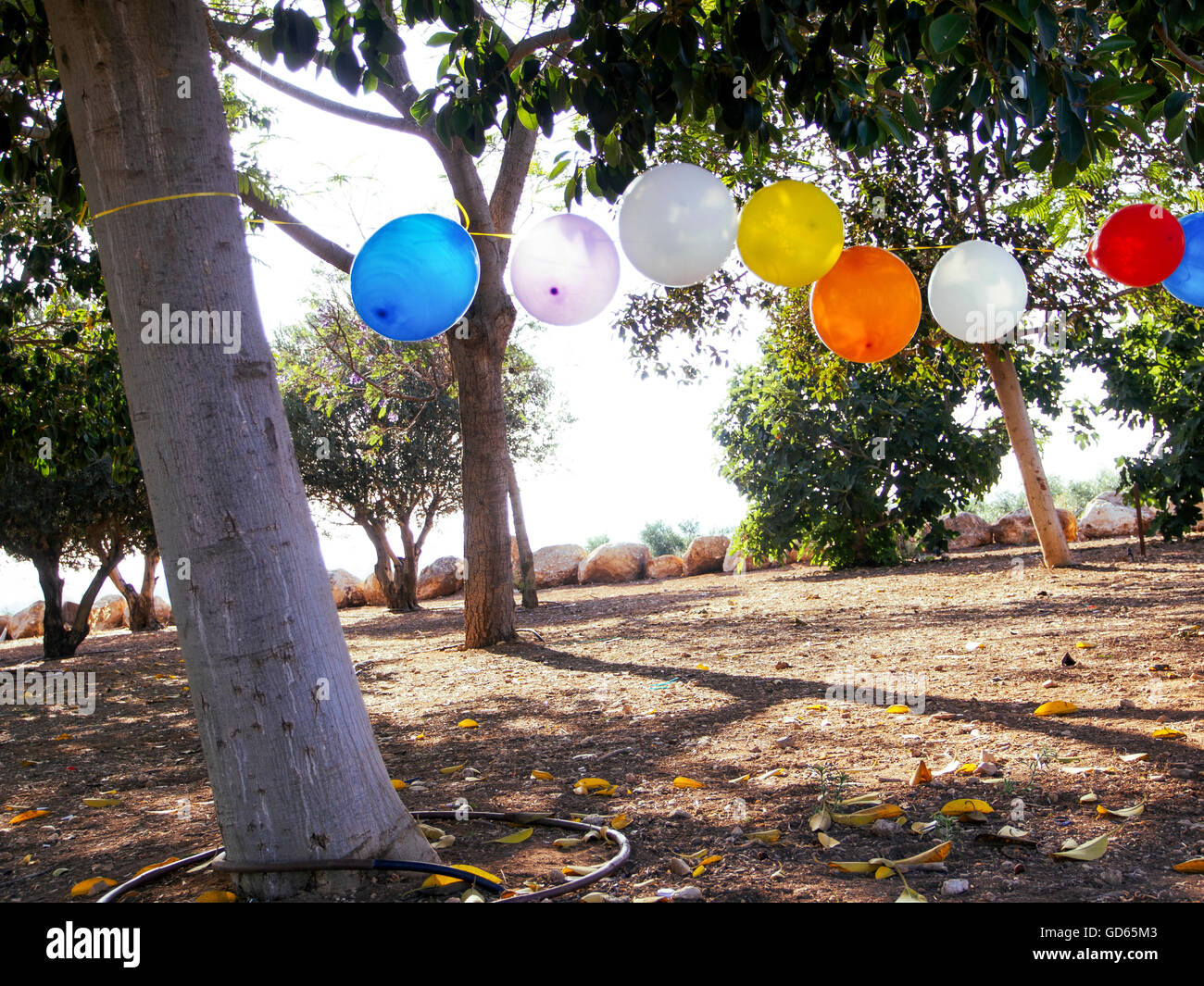 Eine Reihe von Ballons hängt zwischen den Bäumen in einem Park für einen Kindergeburtstag Stockfoto