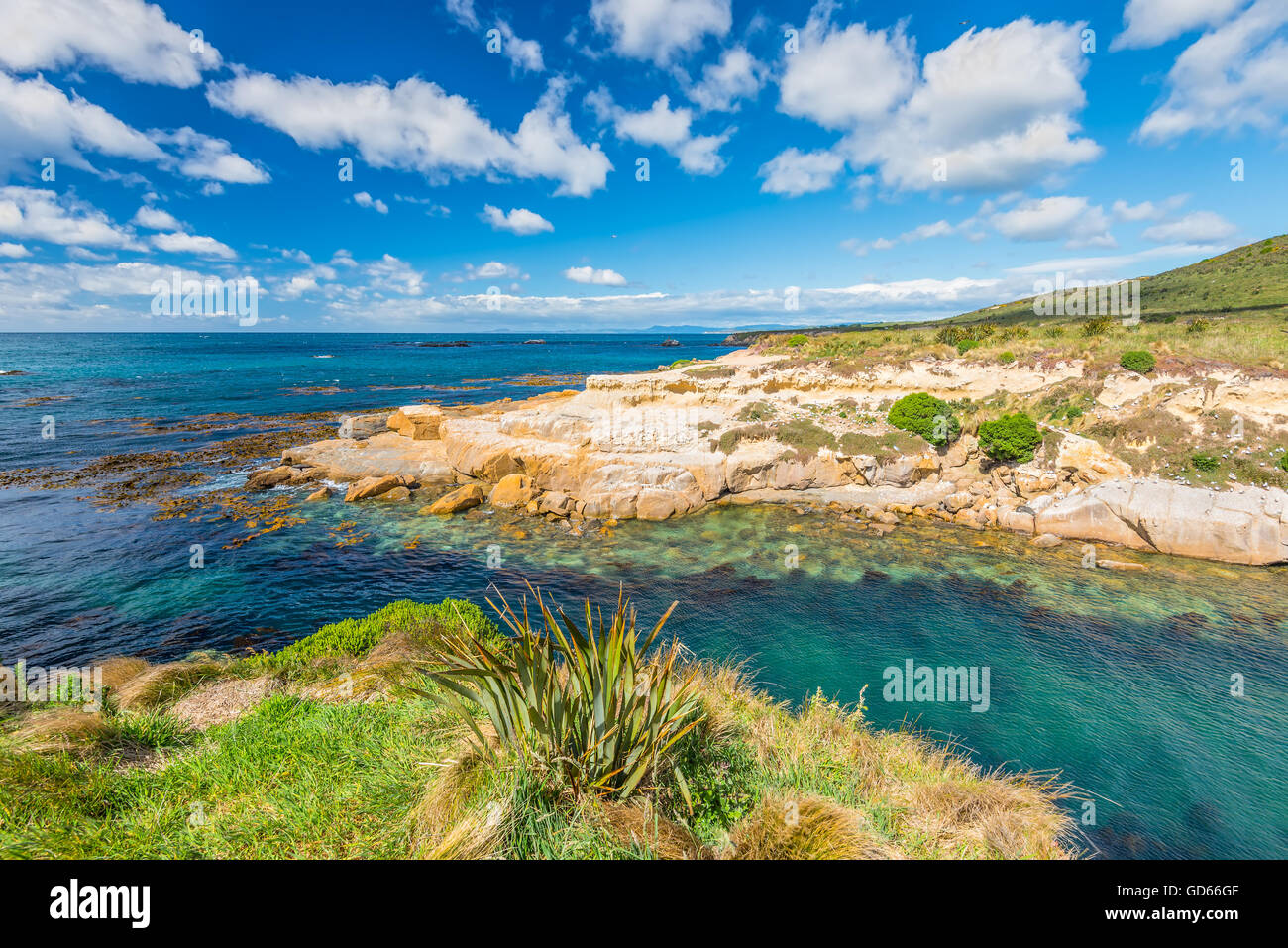 New Zealand bunte Küste Landschaft mit Robben und Vögel am Otago Region Südinsel Neuseeland Stockfoto