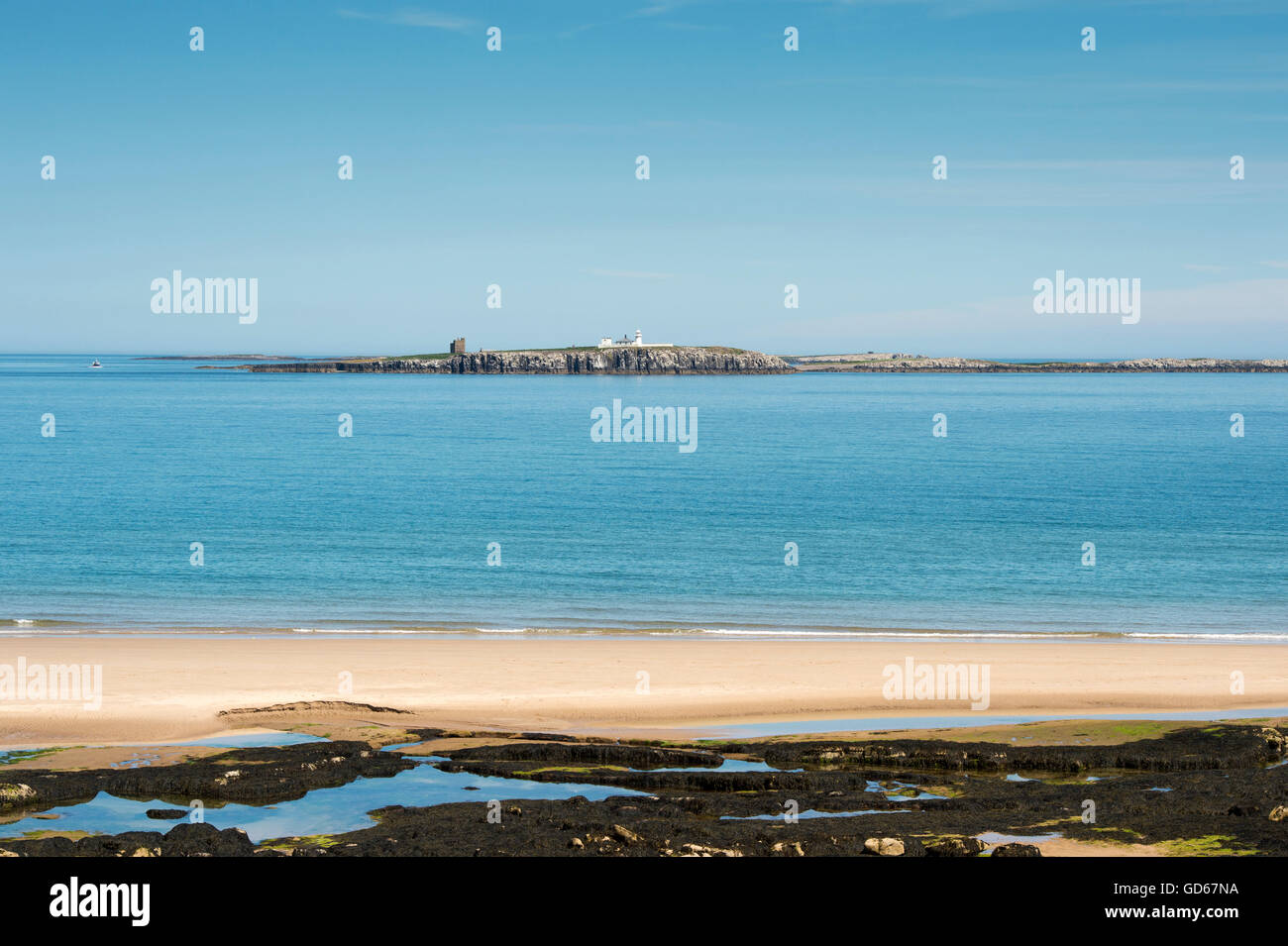 Farne Inseln vor der Küste von Northumberland, England Stockfoto