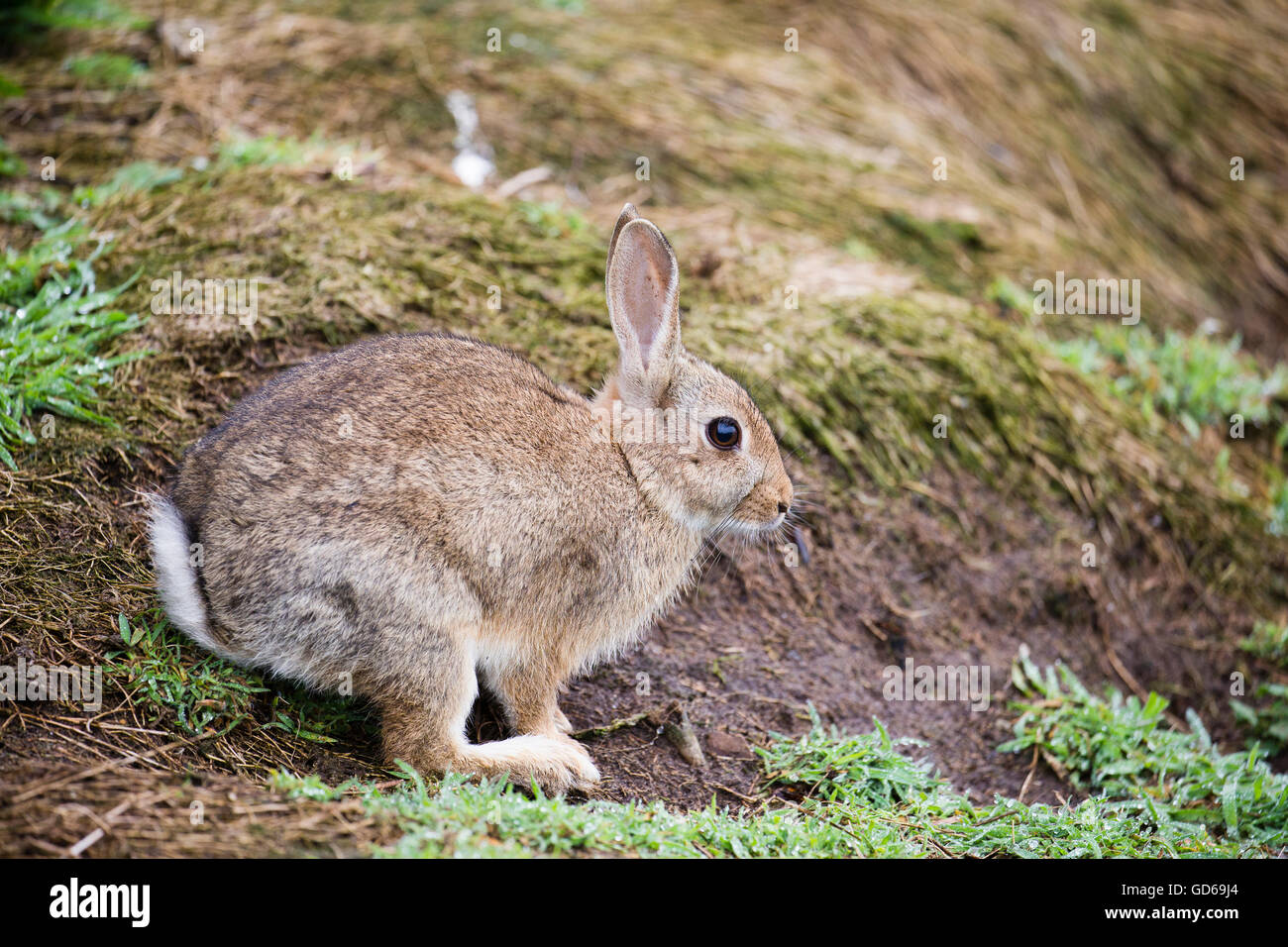 Ein wilden Kaninchen auf der Insel Skomer, Pembrokeshire. Stockfoto