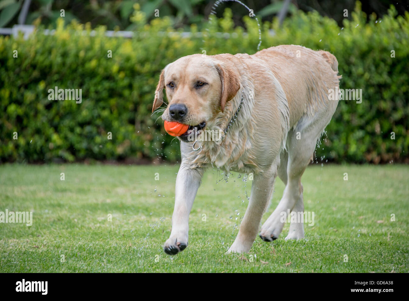 Labrador Retriever auf Rasen spielen holen, Wasser abschütteln nass Stockfoto