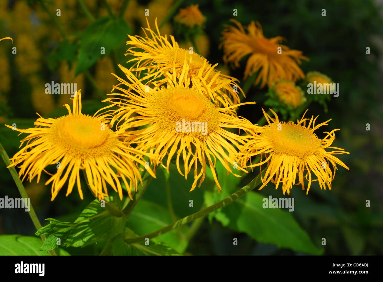 Alant, Inula Helenium, Inula Blumen Stockfoto