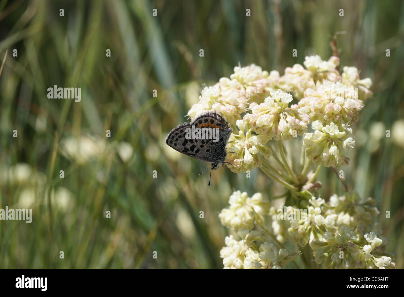 Sulphurflower Buchweizen Blumen (Eriogonum Umbellatum), Yellowstone-Nationalpark Stockfoto
