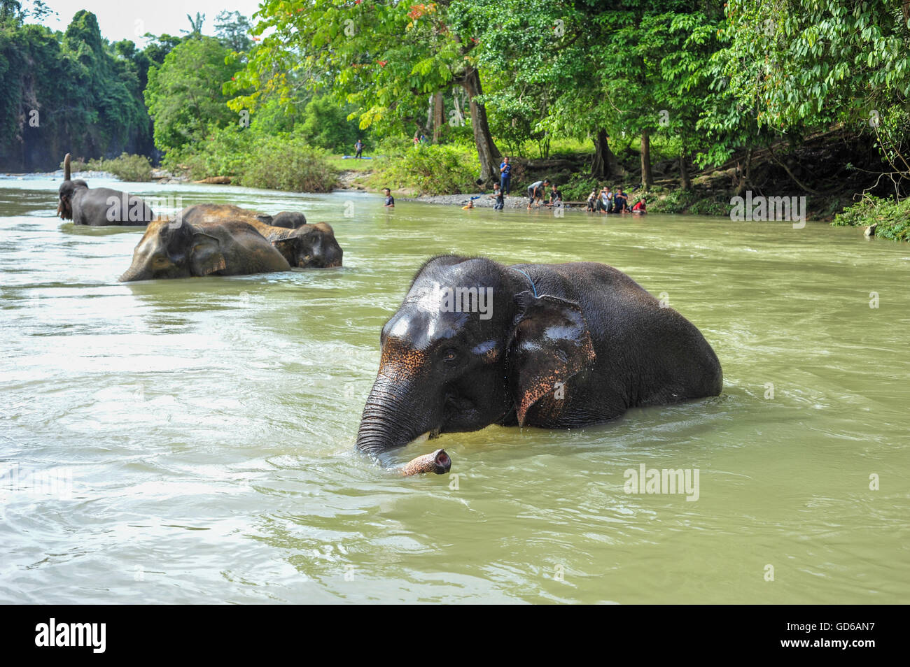 Geschützten Sumatra-Elefanten Baden im Gunung Leuser National Park von Tangkahan, Sumatra, Indonesien im Mai 2015 Stockfoto