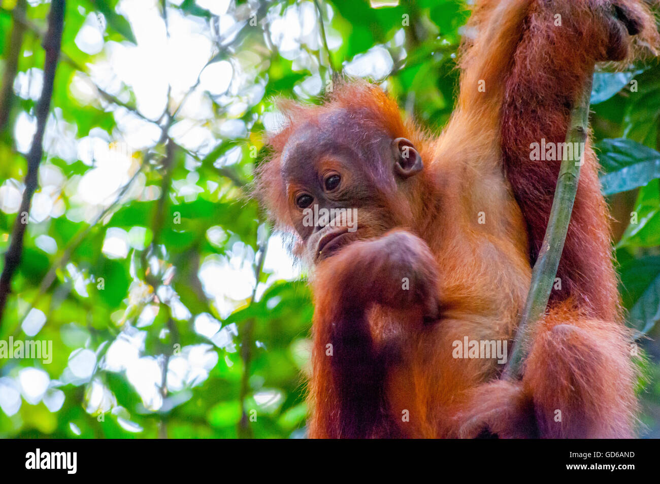 Geschützt von Sumatra Orang-Utan schwingt auf einem Baum in Bukit Lawang Regenwald von Sumatra, Indonesien Stockfoto