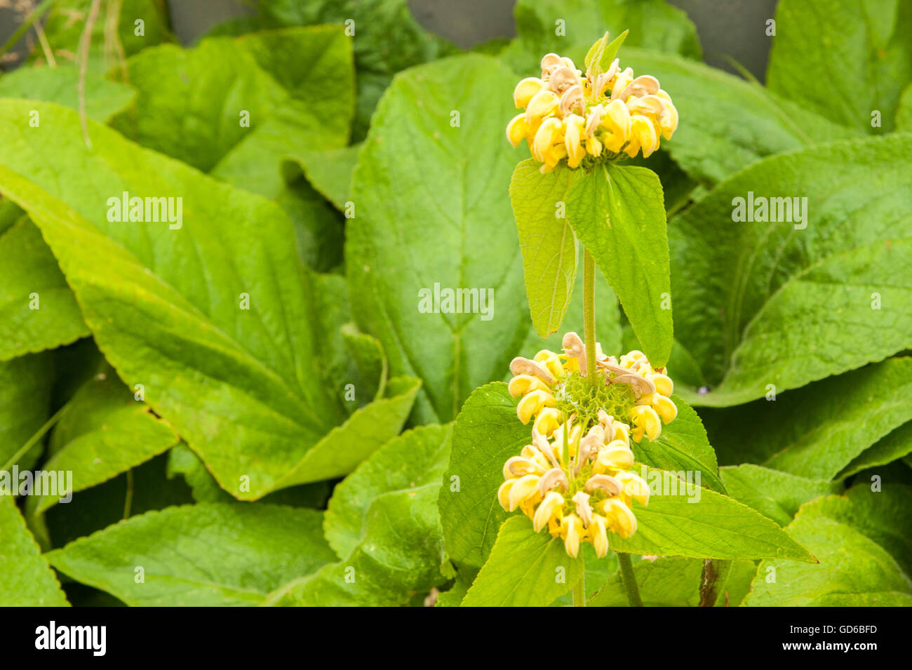 Detaillierte Landschaft Farbbild von einem Phlomis Russeliana, türkische Salbei mehrjährig in Blüte im Hochsommer fotografiert Stockfoto