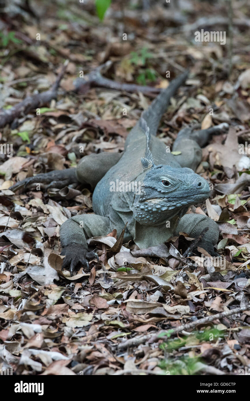 Blue Iguana, Grand Cayman Stockfoto