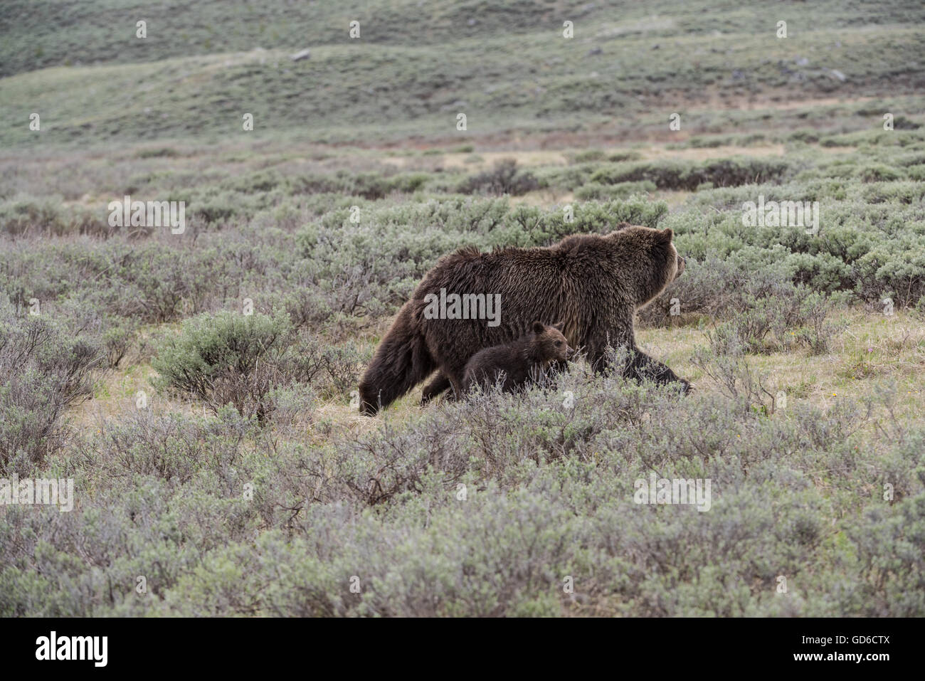Grizzly Bear Sau und Cub, Yellowstone-Nationalpark Stockfoto