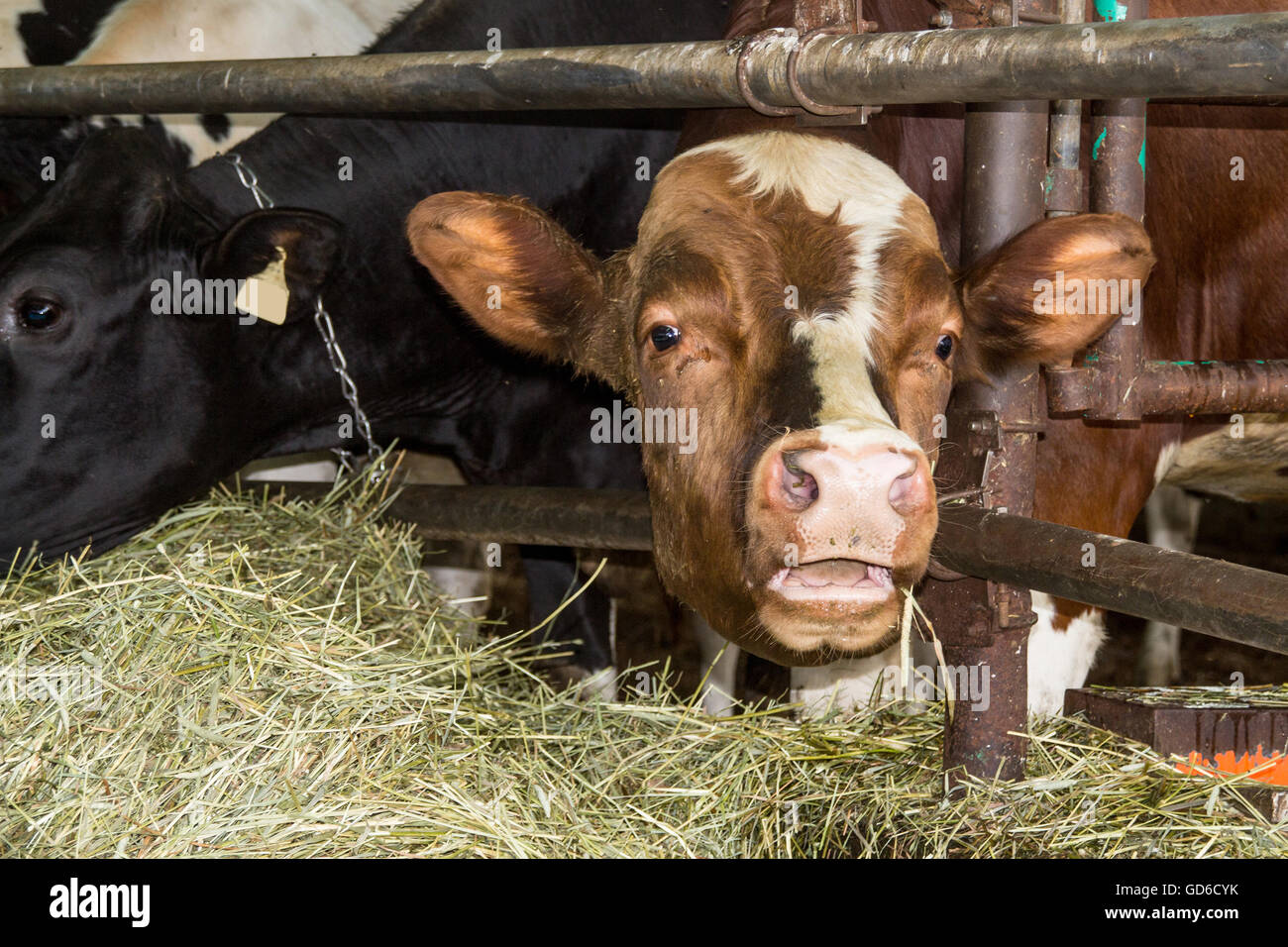 Holstein Kuh im Stall Stockfoto