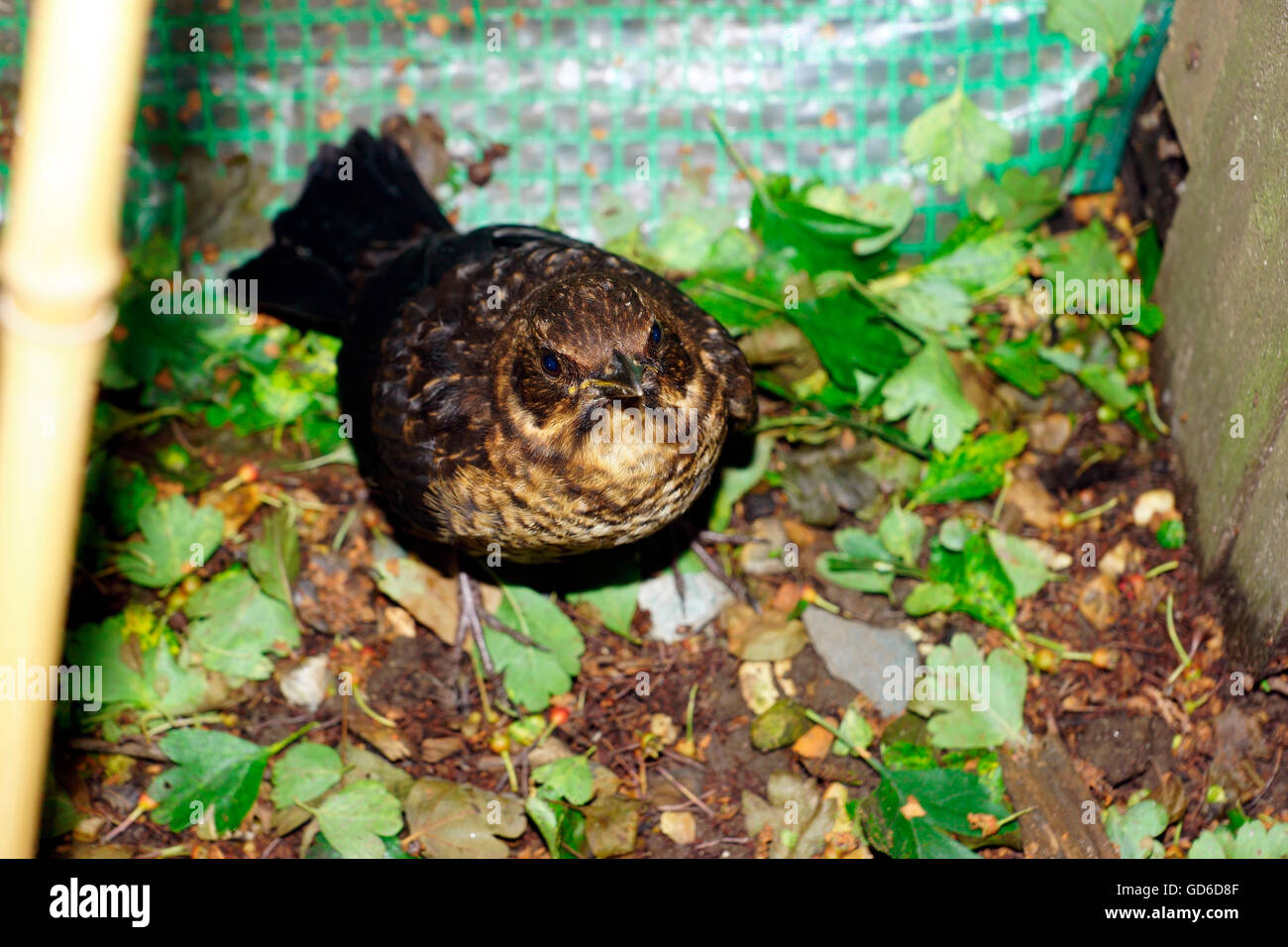 WEIBLICHE AMSEL INS WILDE VERÖFFENTLICHT. Stockfoto