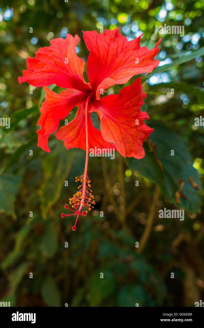 Eine rote Hibiskusblüten (Hibiscus Rosa-Sinensis) im Regenwald von Quepos, Provinz Puntarenas, Costa Rica, Zentralamerika. Stockfoto