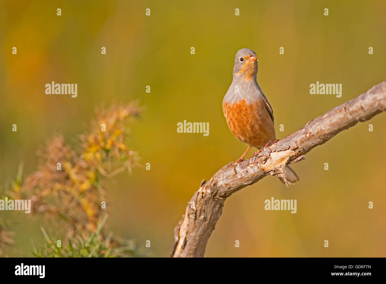 Männliche Cretzschmar Bunting (Emberiza Caesia) ist ein passerine Vogel in der Familie Ammer Emberizidae, fotografiert in Israel in Ma Stockfoto