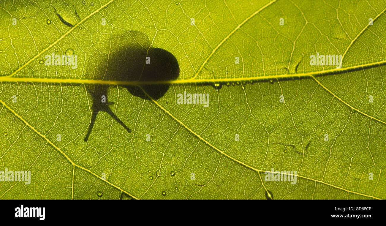 Silhouette einer hinterleuchteten Schnecke durch ein grünes Blatt Stockfoto