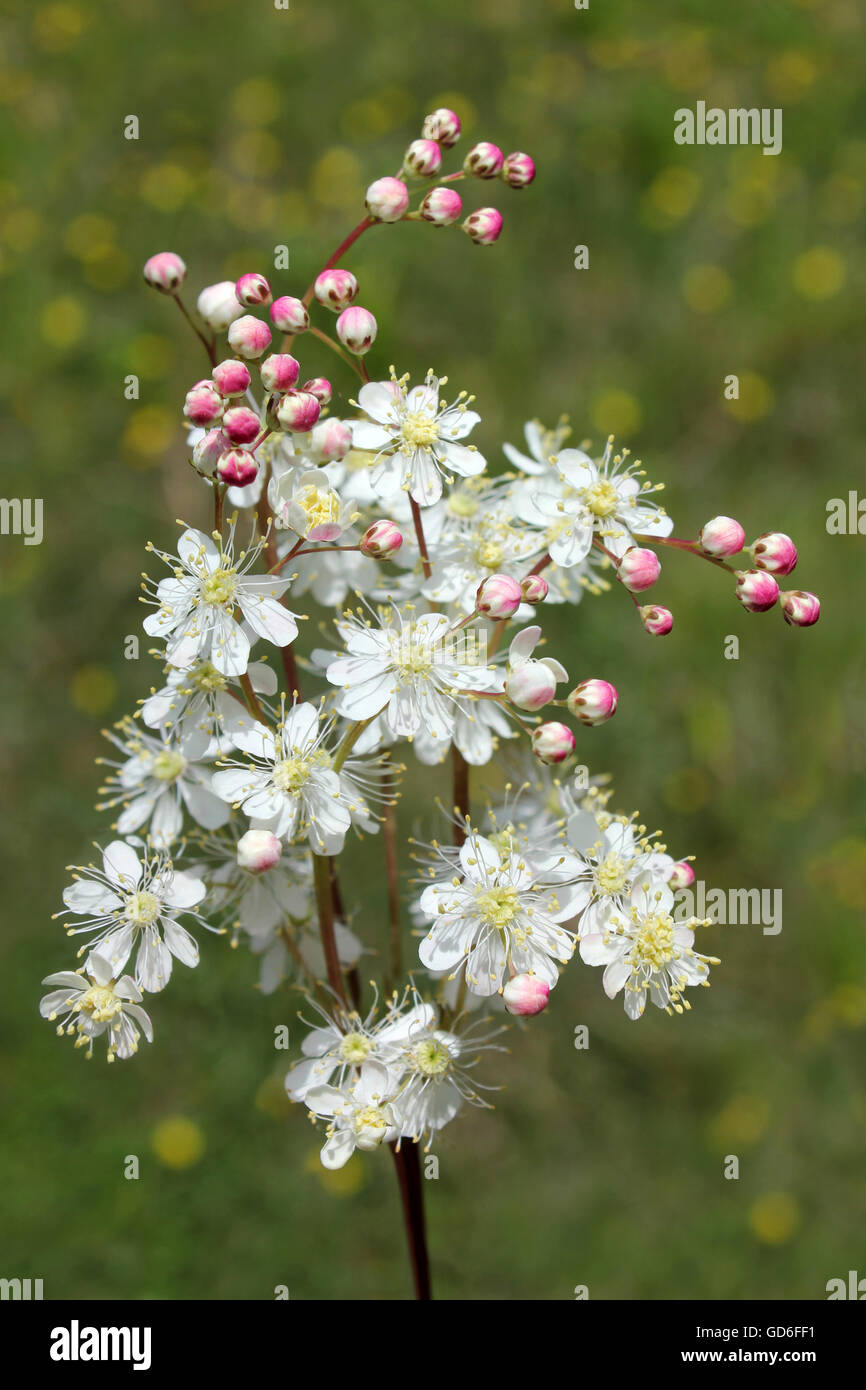 Asiatische Filipendula vulgaris Stockfoto
