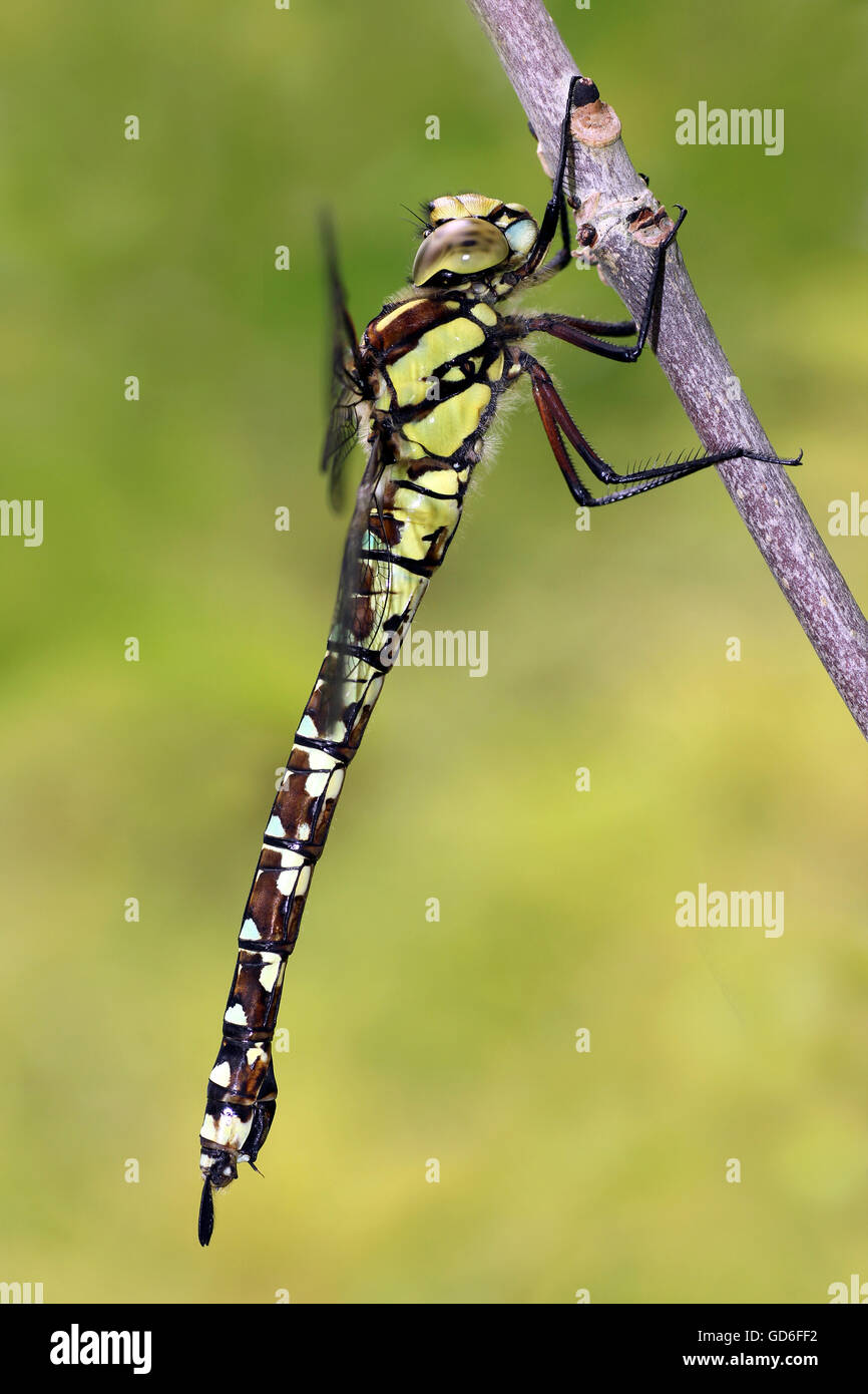 Migrationshintergrund Hawker Aeshna mixta Stockfoto