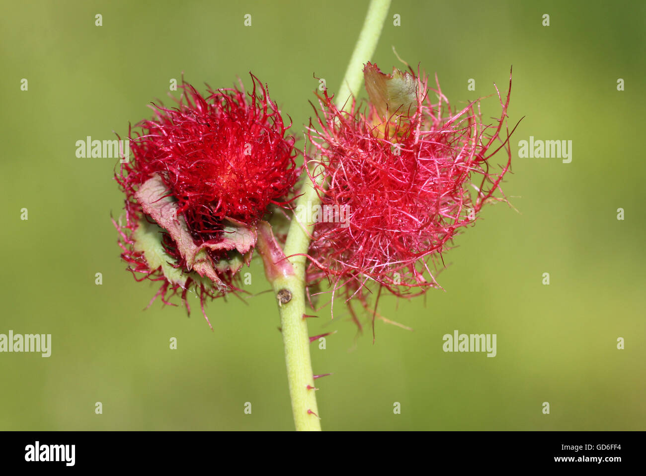 Bedeguar a.k.a. Robins Nadelkissen Gall auf Hundsrose Rosa Canina durch Gall Wasp Diplolepis Rosae verursacht Stockfoto