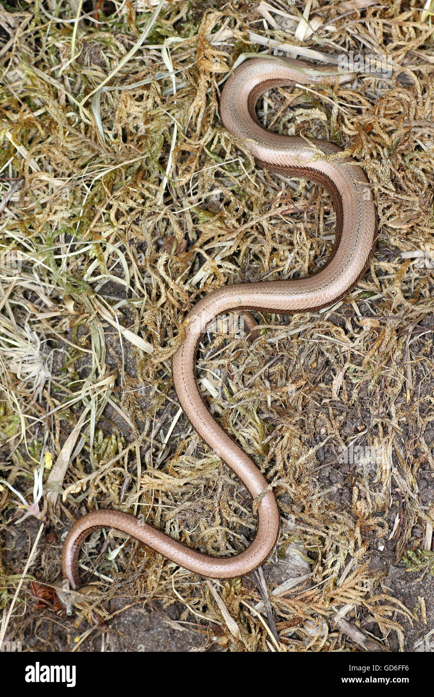 Langsame Wurm geschiedenen Fragilis weiblich Stockfoto