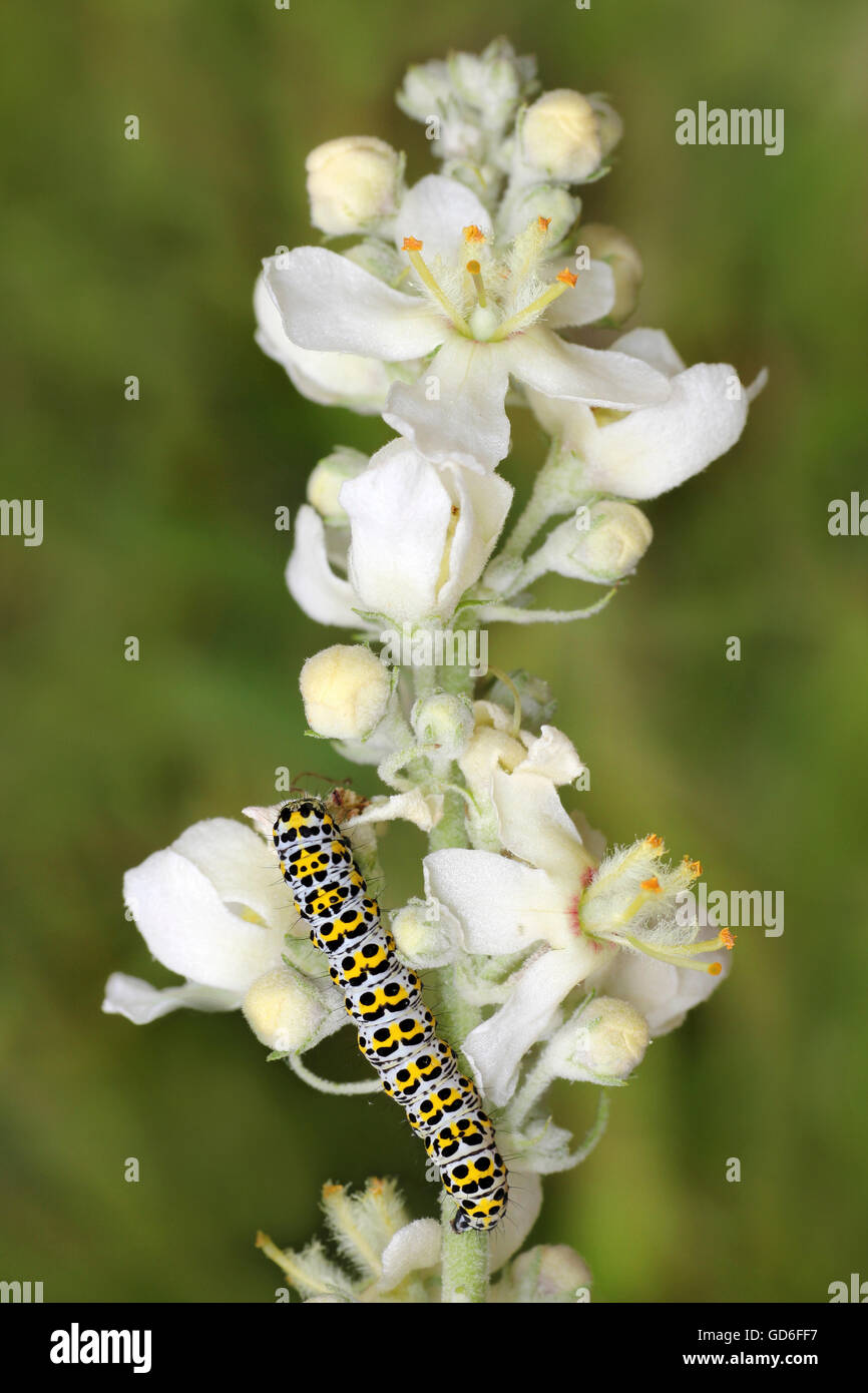Caterpillar die Königskerze Moth Cucullia Verbasci auf weiße Königskerze Verbascum lychnitis Stockfoto