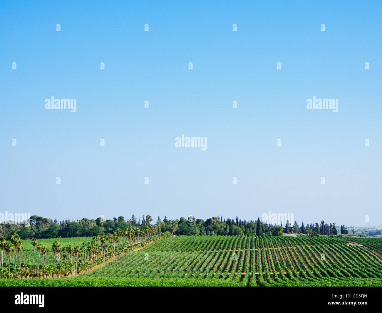 Weinreben in einem Weinberg fotografiert in Israel Stockfoto