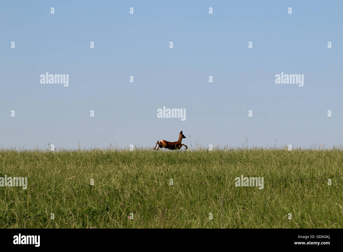 Reh capreolus capreolus Fotos und Bildmaterial in hoher Auflösung Alamy
