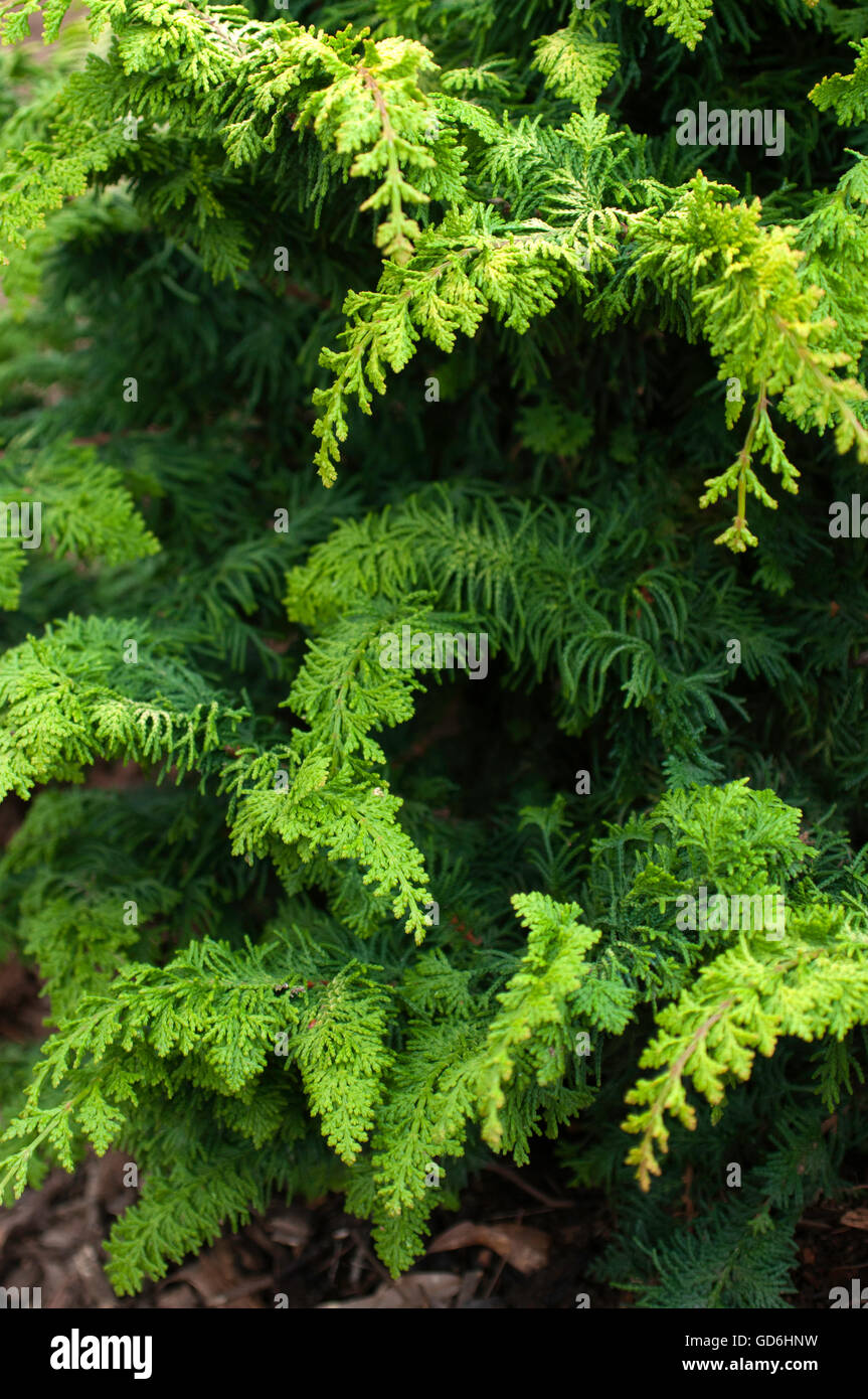 Chamaecyparis FERNSPRAY GOLD, Stockfoto