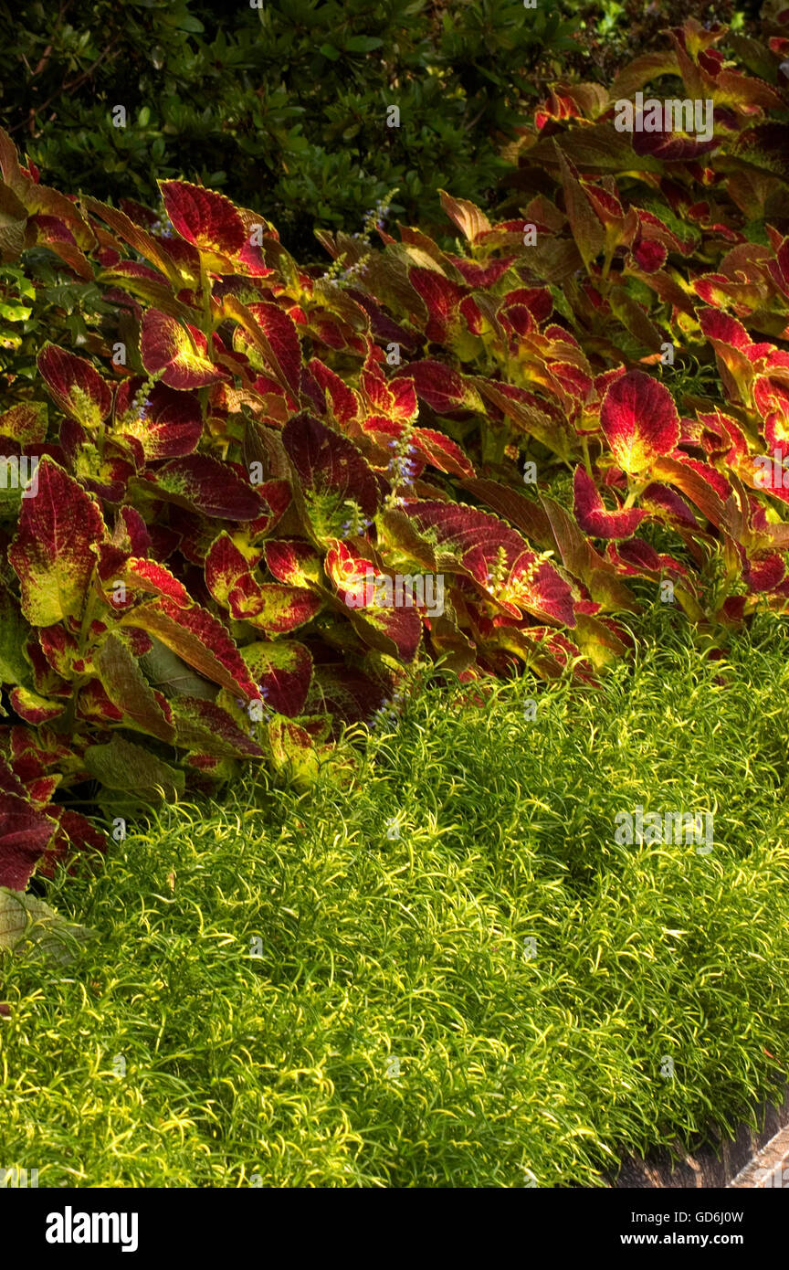 ALTERNANTHERA "GOLD THREAD" und COLEUS "TAUCHTE IN Wein" Kombination Stockfoto