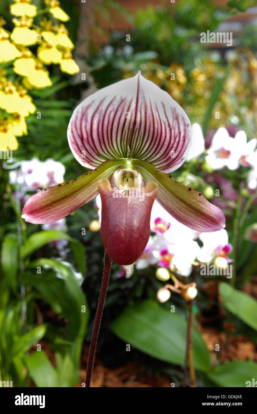 PAPHIOPEDILUM,, Lady Slipper Orchidee, Stockfoto