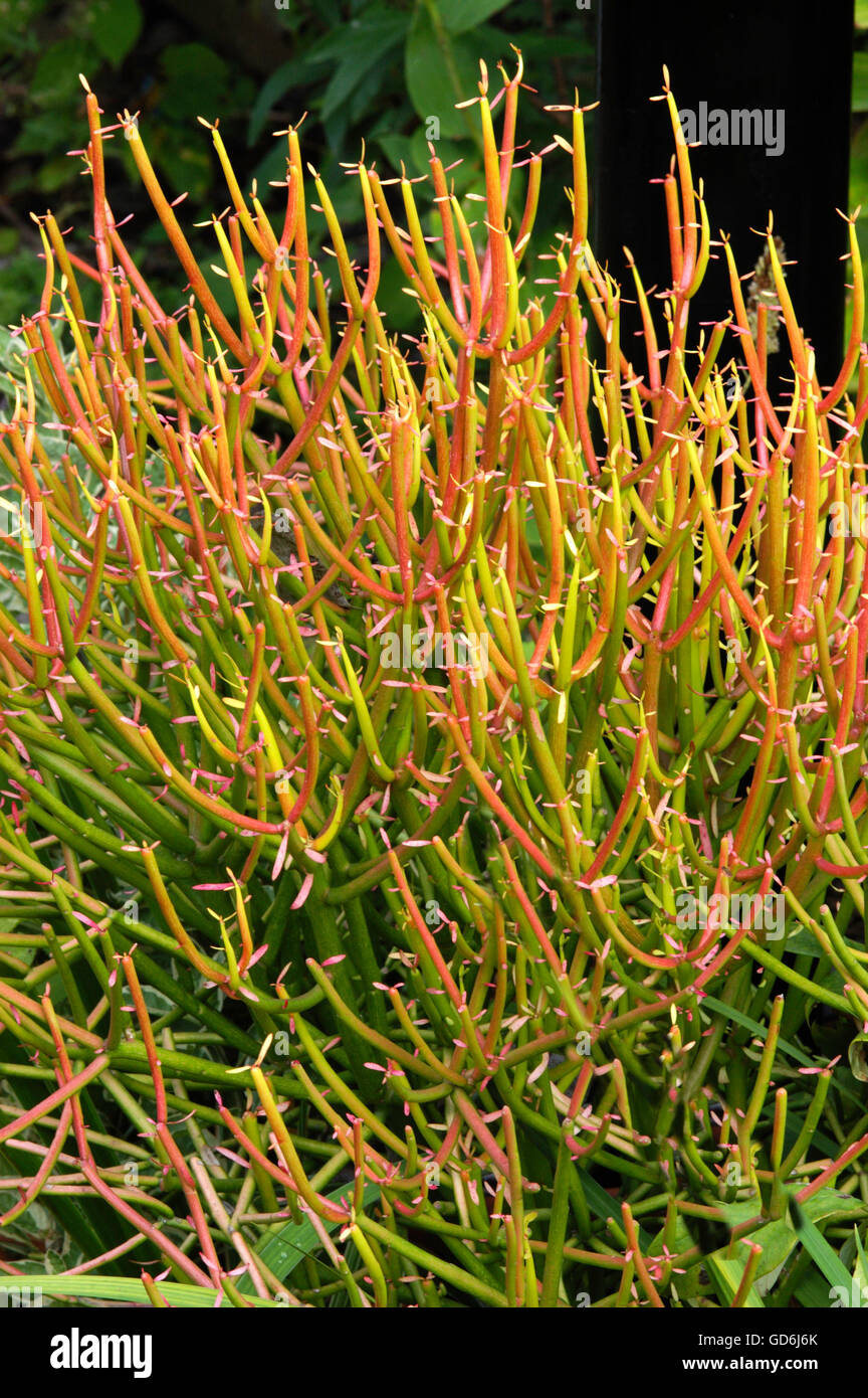 Euphorbia Tricaulli, Firesticks Euphorbien, Stockfoto