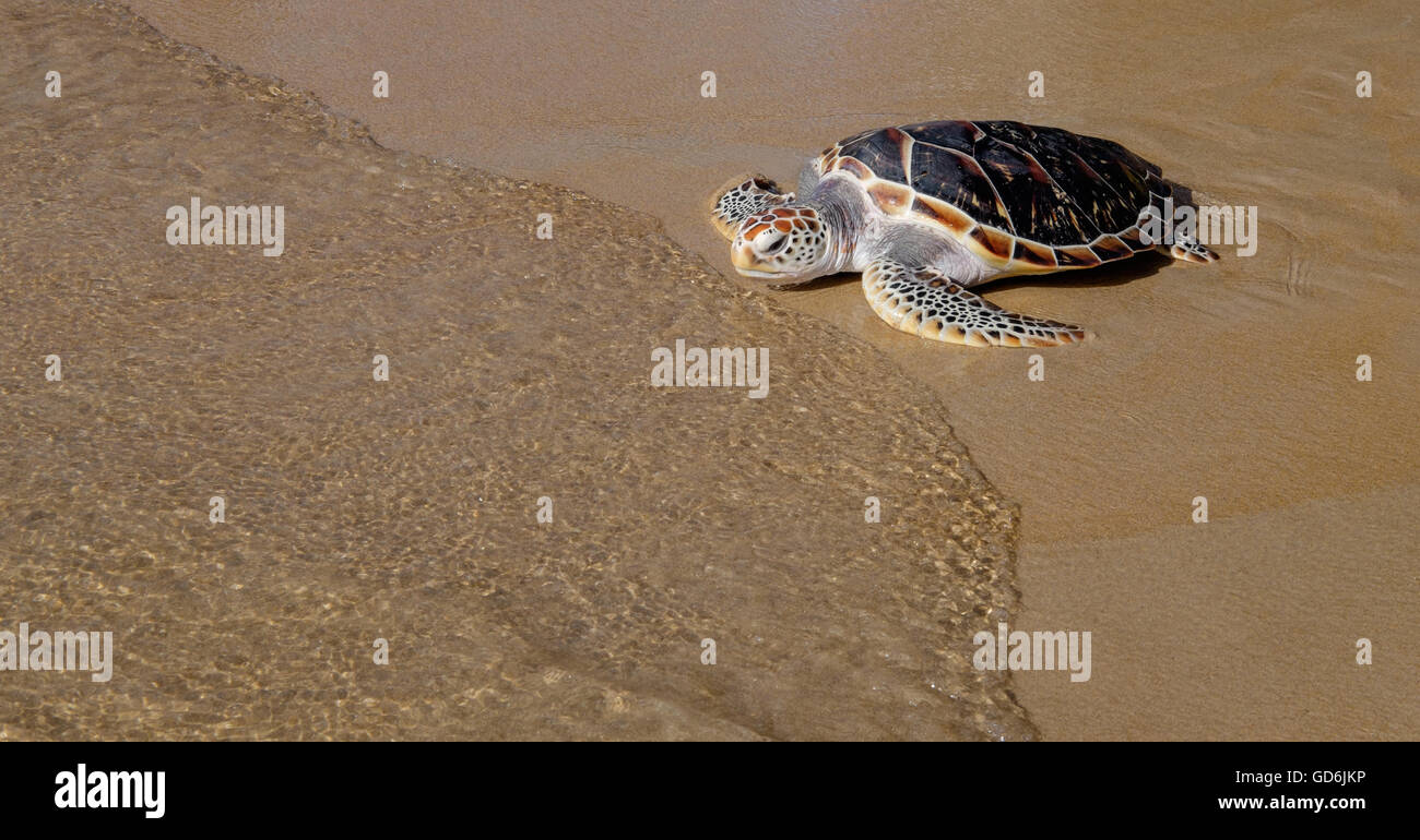 Schildkröte ist am Sandstrand ins Meer gehen. Stockfoto