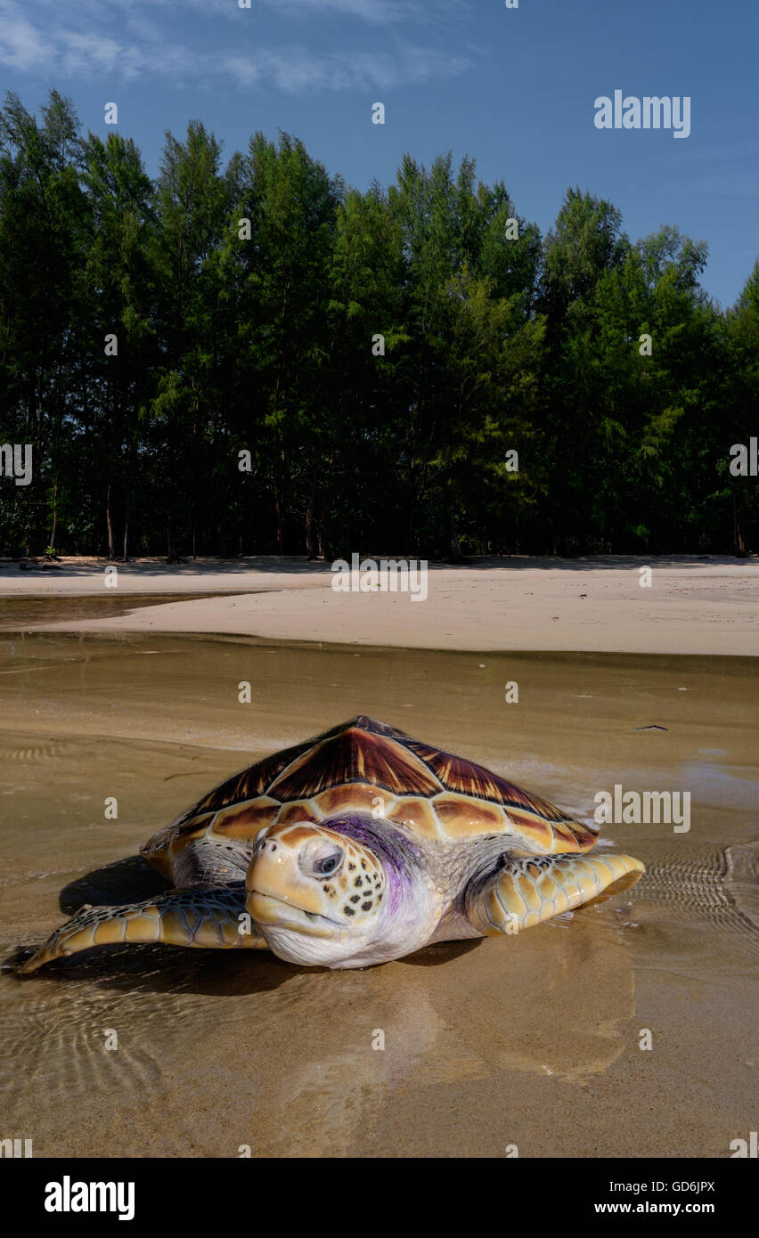 Meeresschildkröte am Strand nahe dem Meer mit den Bäumen im Hintergrund. Thailand Stockfoto
