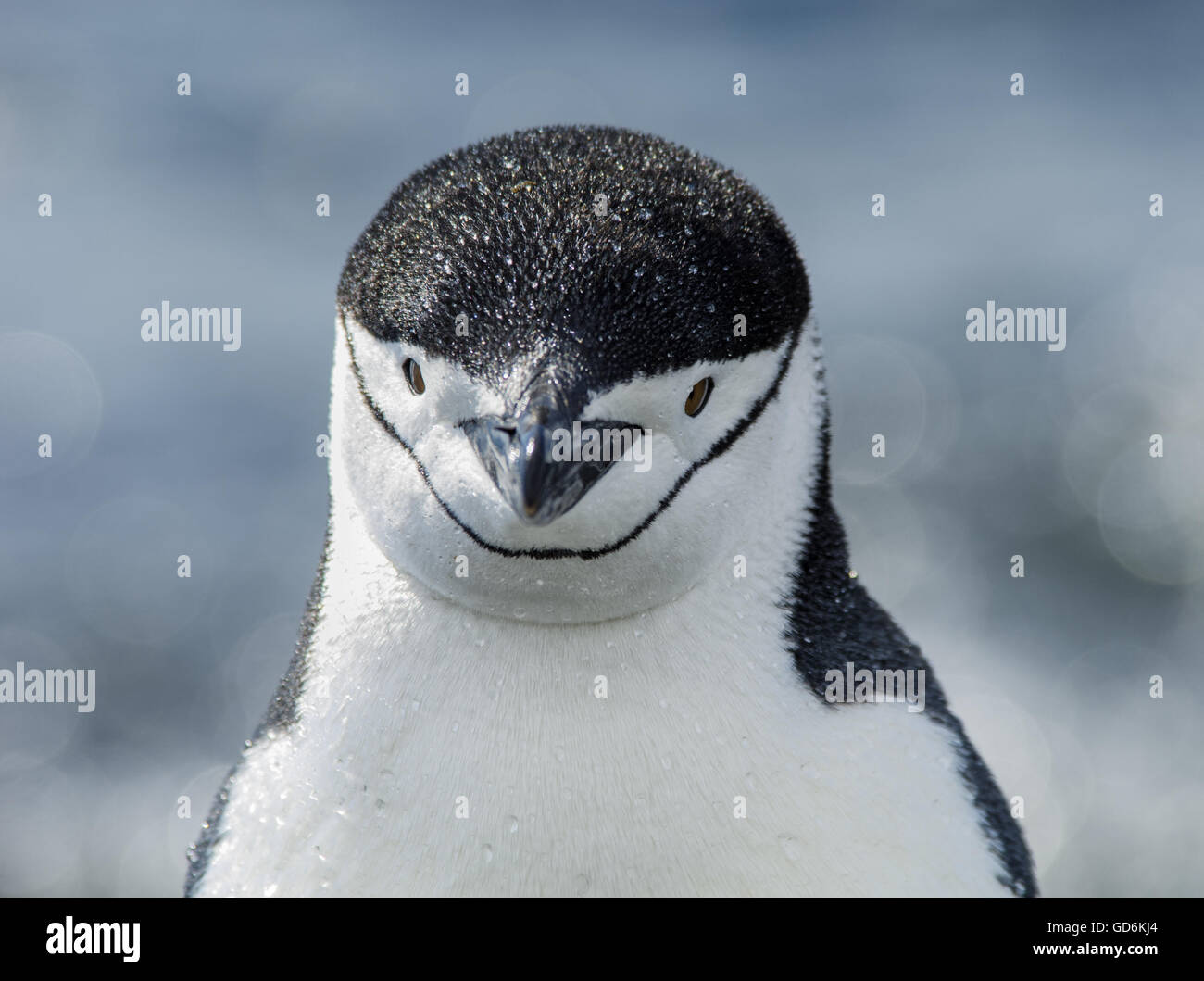 Nahaufnahme eines Pinguins Kinnriemen mit Wassertropfen auf seinem Gesicht in der Antarktis Stockfoto