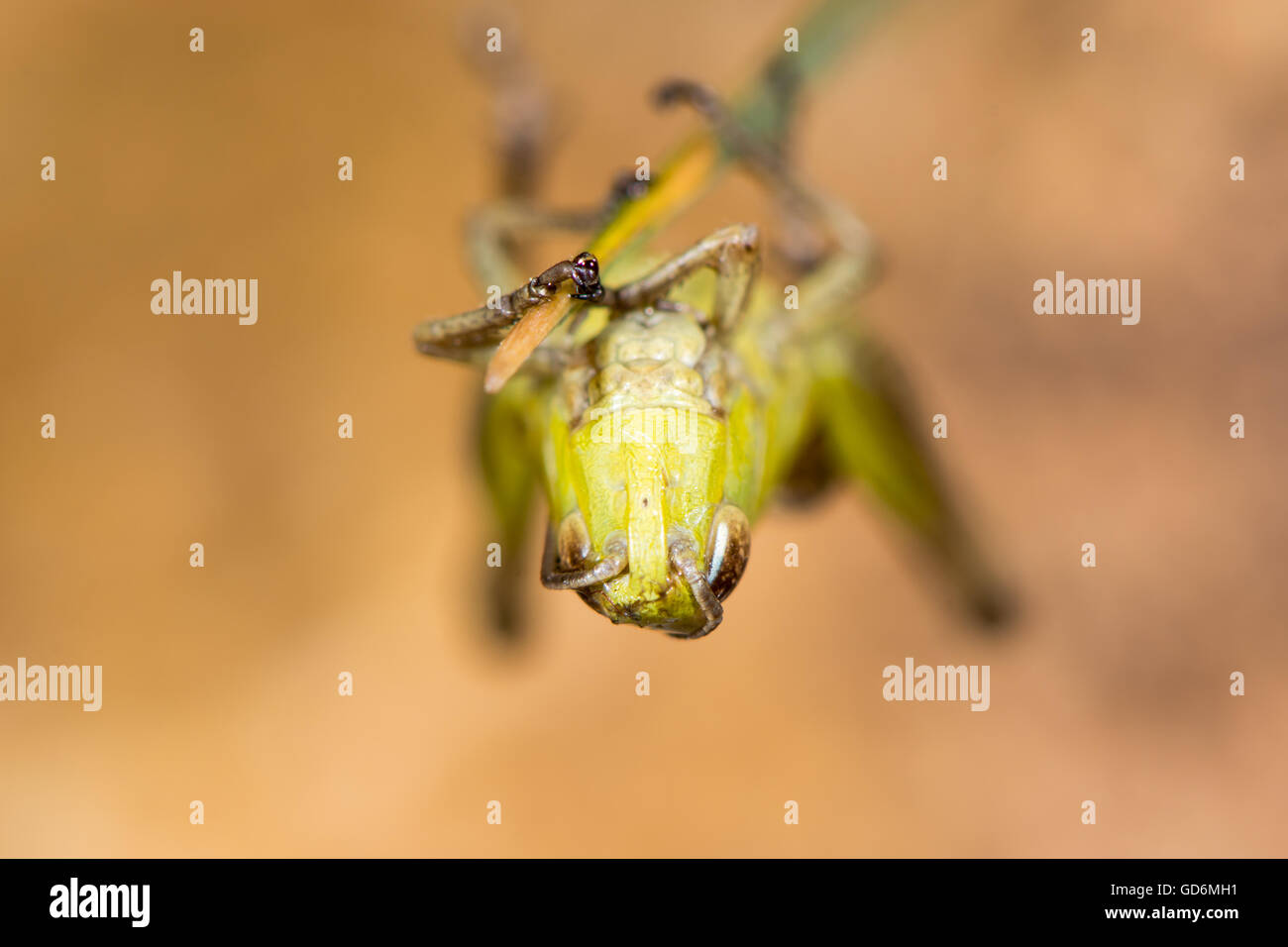 Wiese Grashüpfer (Chorthippus Parallelus) Kopf auf. Grüne Insekt in der Familie Feldheuschrecken, kopfüber hängend auf Grashalm Stockfoto