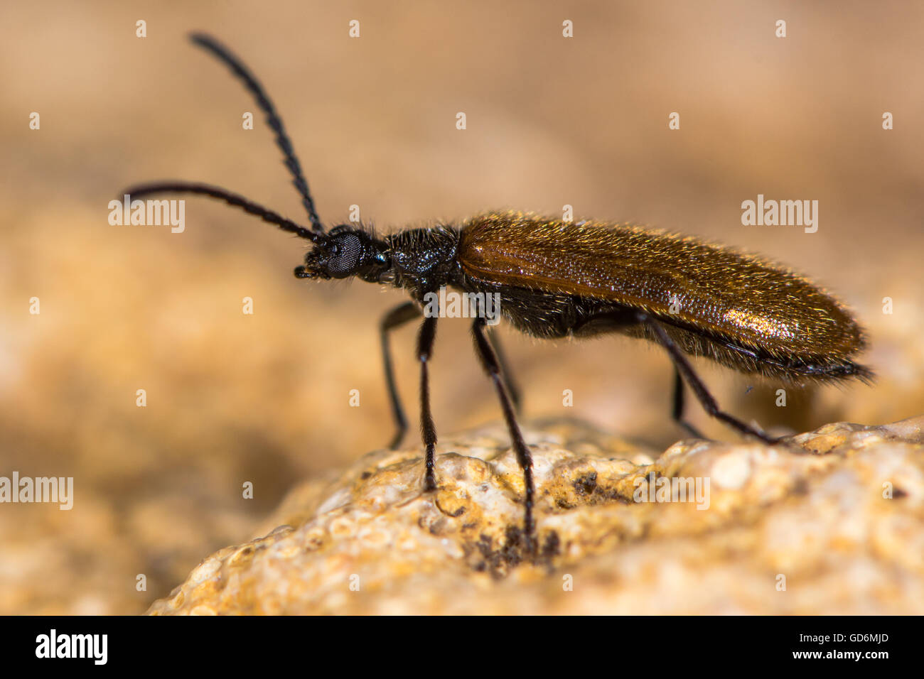 Lagria Hirta Käfer im Profil. Ein behaarte Käfer in der Familie Tenebrionidae, sagte Asteraceae und Apiaceae Pflanzen fressen Stockfoto