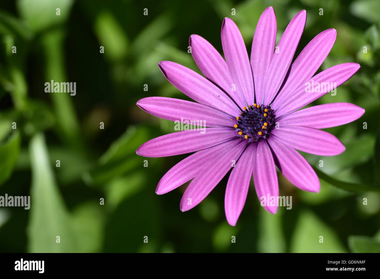 Lila Blume auf grünem Hintergrund Stockfoto
