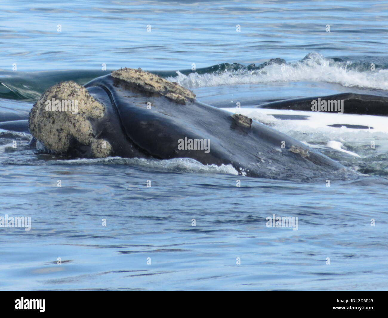 Kopf eines südlichen rechten Wals, der in Hermanus in Südafrika auftauchte Stockfoto