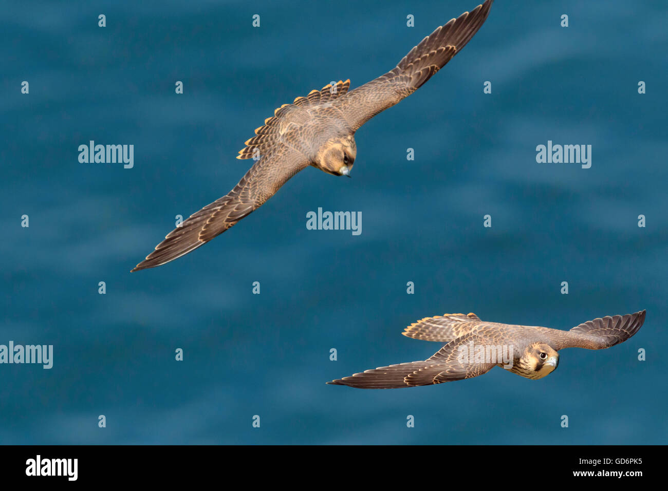 zwei Jugendliche Wanderfalken Falco Peregrinus fliegen über das blaue Meer und gesehen von oben der Birds Of Prey Stockfoto