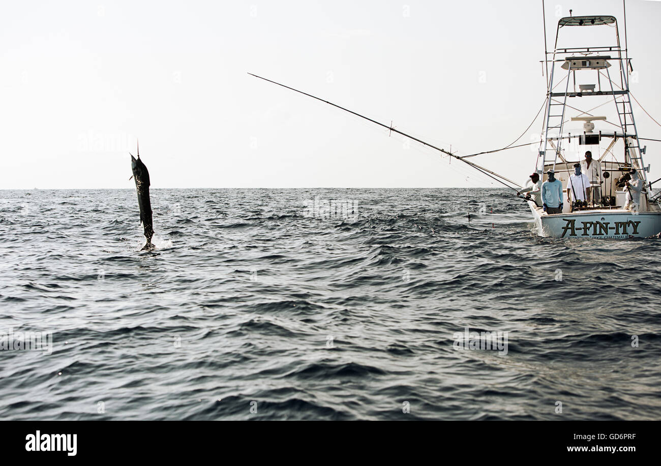 Eine Gruppe von Fischer in ein Segelfisch reel, wie es aus dem Wasser springt. Stockfoto