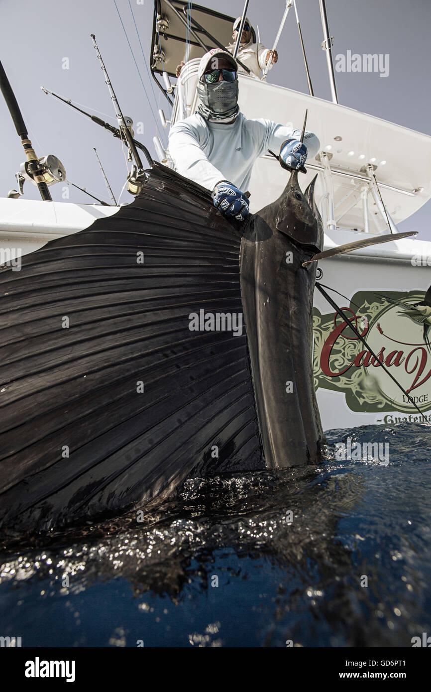 Ein Fischer hält eine große Sailfish gegen das Boot. Stockfoto