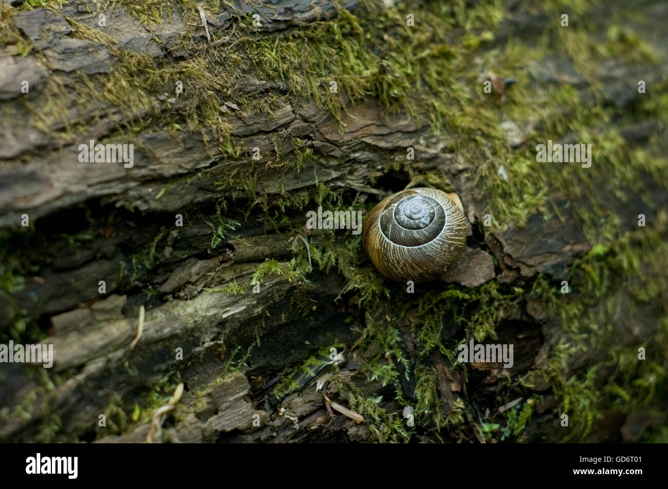 Eine Nahaufnahme der Studie eine Schnecke in ihrem natürlichen Lebensraum in Georgien. Stockfoto