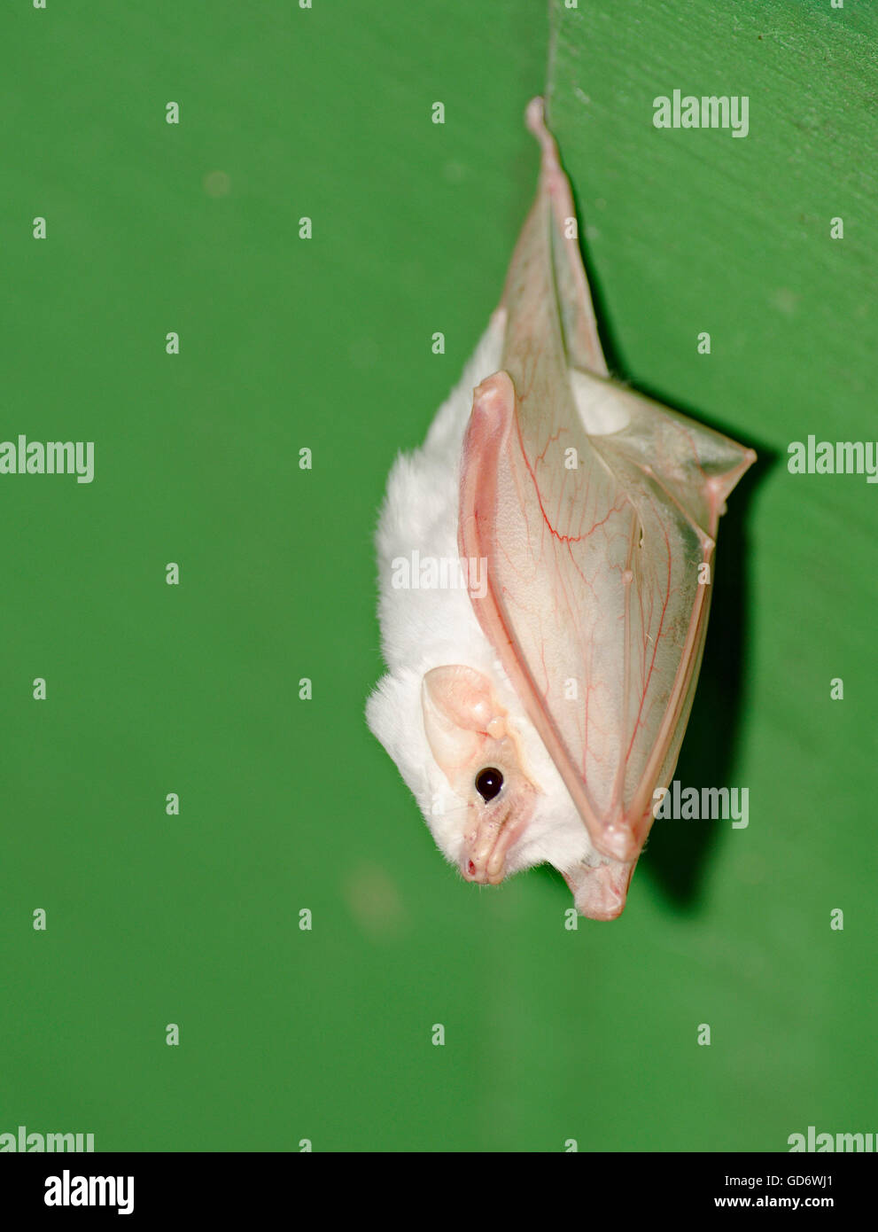 Seltene Weiße Fledermaus hängen unter Blatt, Costa Rica Stockfoto