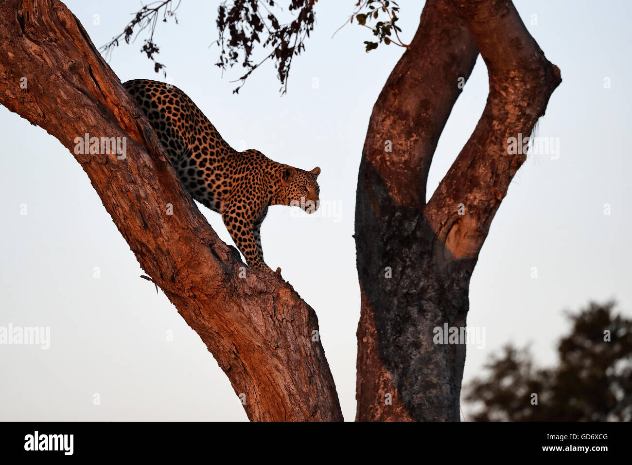Eine weibliche Leoparden herab, von einem Baum im späten Nachmittag Licht. Okavango Delta, Botswana, Botswana. Stockfoto