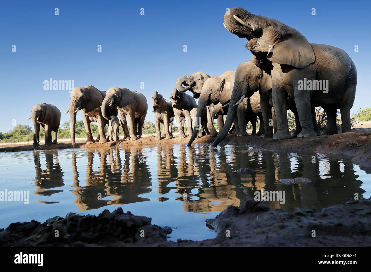 Eine Gruppe Familie der afrikanischen Elefanten trinken an der Wasserstelle, blauer Himmel. Stockfoto