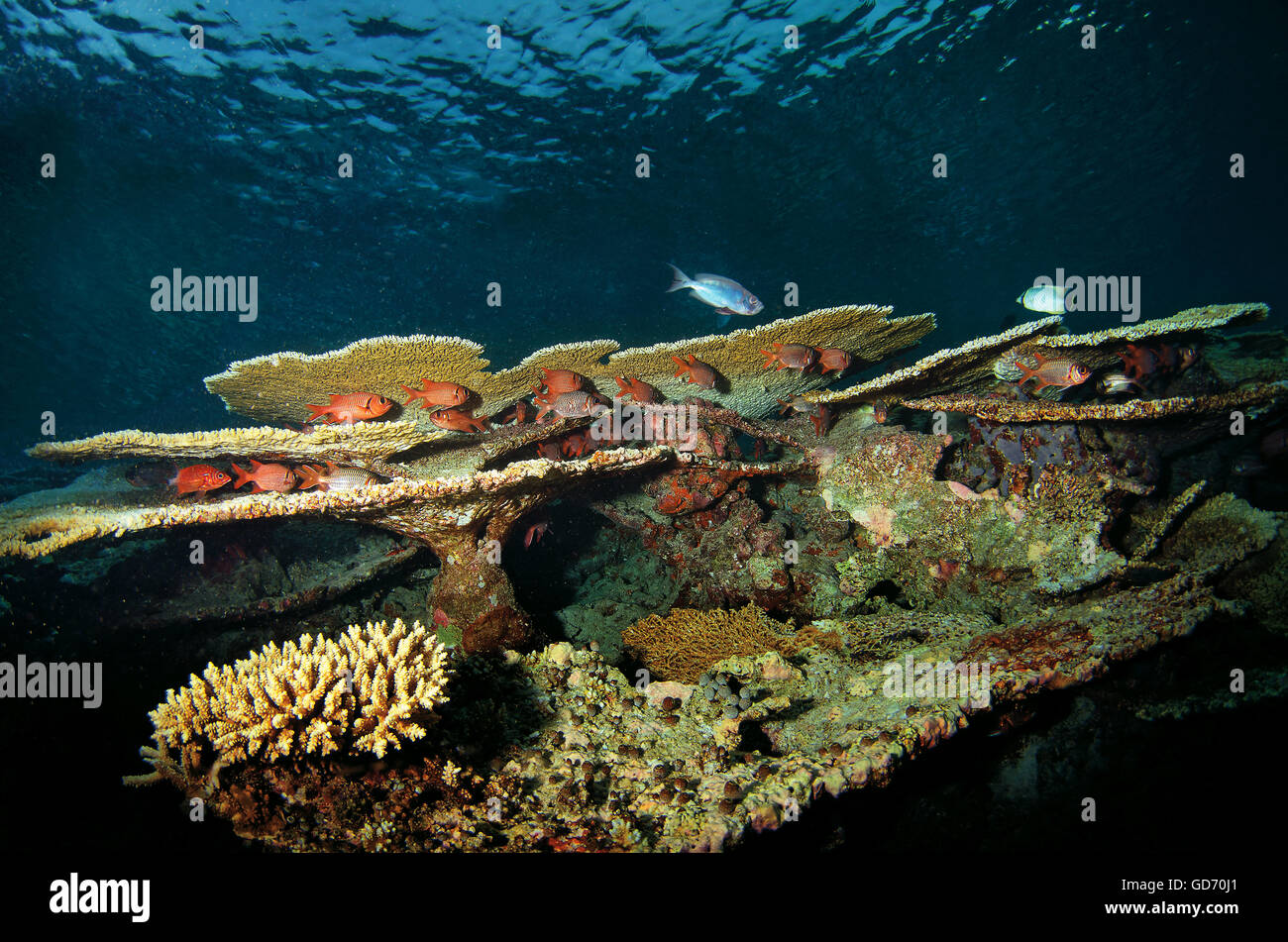 Soldatenfische, Myripristis Berndti, und Longjawed Squirrelfish, Sargocentron Spiniferum in Tischkoralle, Indischer Ozean, Malediven Stockfoto