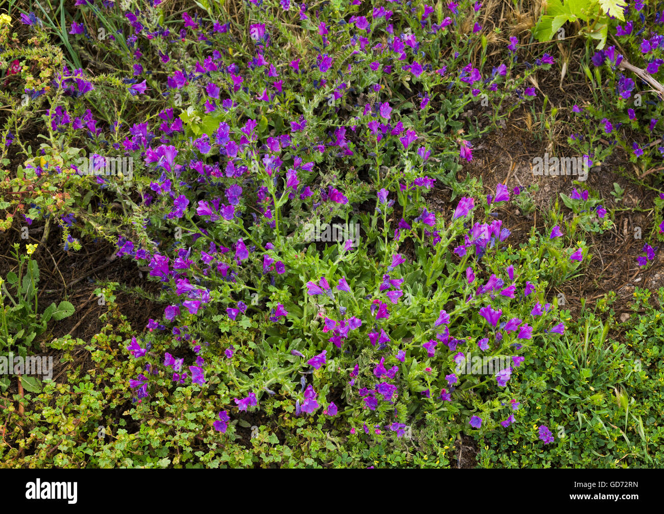 Echium Plantagineum (Palomina, lila Bugloss) Blüte am Straßenrand in Ifonche, Teneriffa Stockfoto