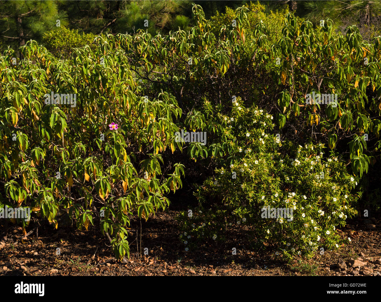 Zwei Arten von Zistrosen (Cistus Symphytifolius und Cistus Monspeliensis) in Blüte im Pinienwald in der Nähe von Ifonche, Teneriffa, Stockfoto