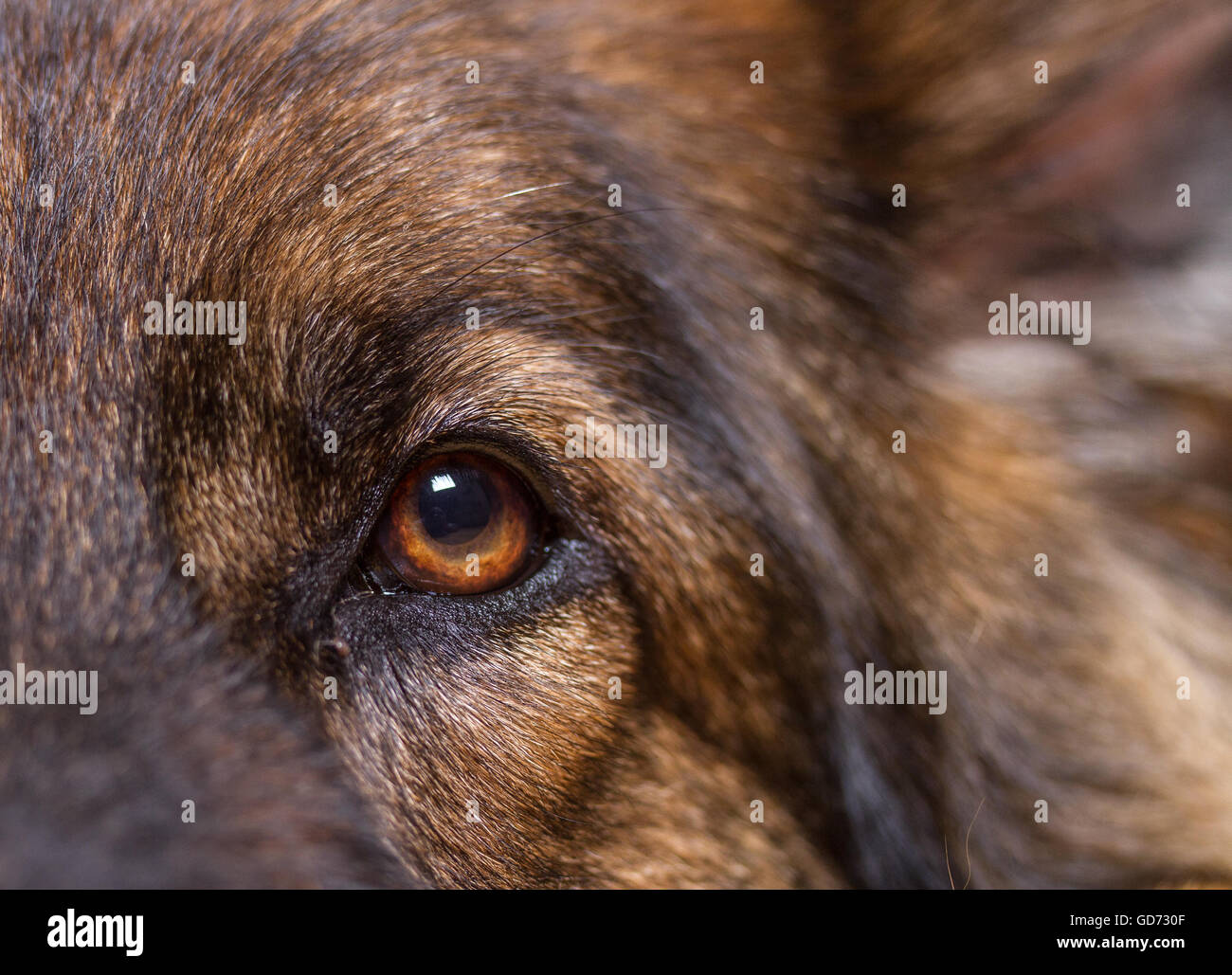 Deutscher Schäferhund oder Alsatianclose, auf einem Auge, er ist langhaarige und Zobel gefärbt. Stockfoto
