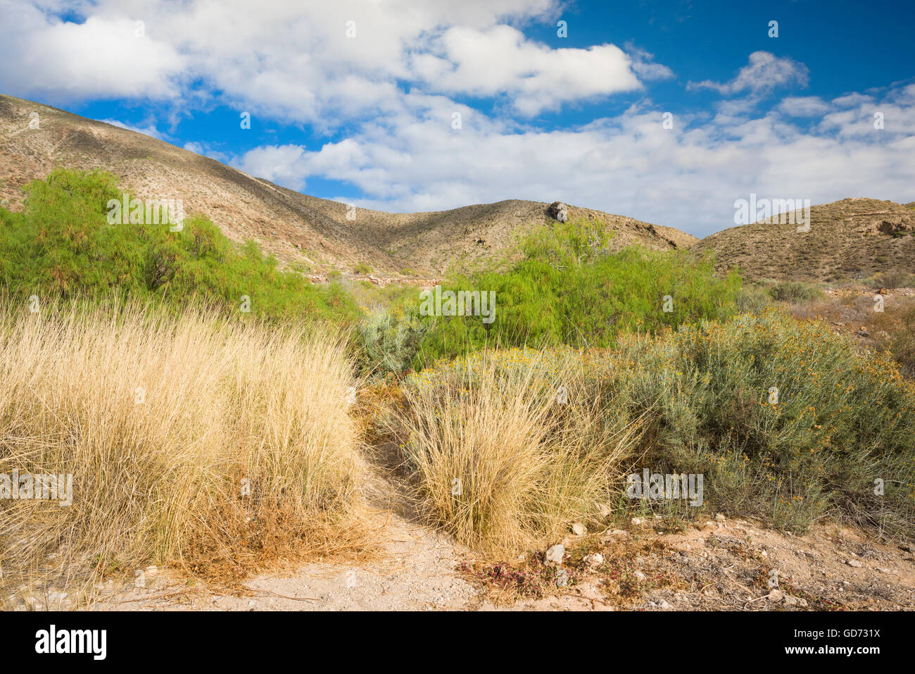 Malpaís (Badland) mit typisch einheimischen Vegetation von ariden Gebieten der Kanarischen Inseln, Los Cristianos, Teneriffa-Süd Stockfoto