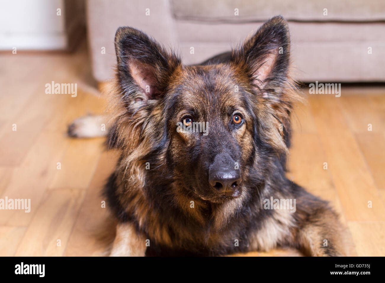 Deutscher Schäferhund niedergelegt auf einem Holzfußboden in einem Haus in die Kamera schaut. Er ist Sable gefärbt. Stockfoto