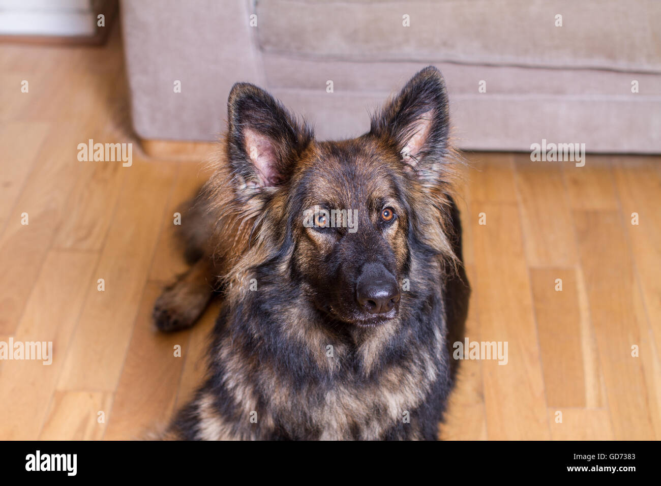 Deutscher Schäferhund niedergelegt auf einem Holzfußboden in einem Haus in die Kamera schaut. Er ist Sable gefärbt. Stockfoto